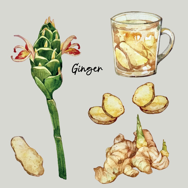 ジンジャー（生姜）