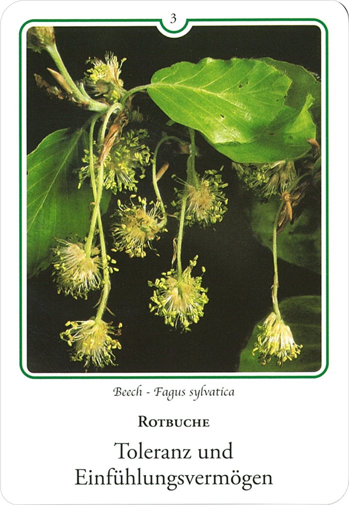 ビーチの花