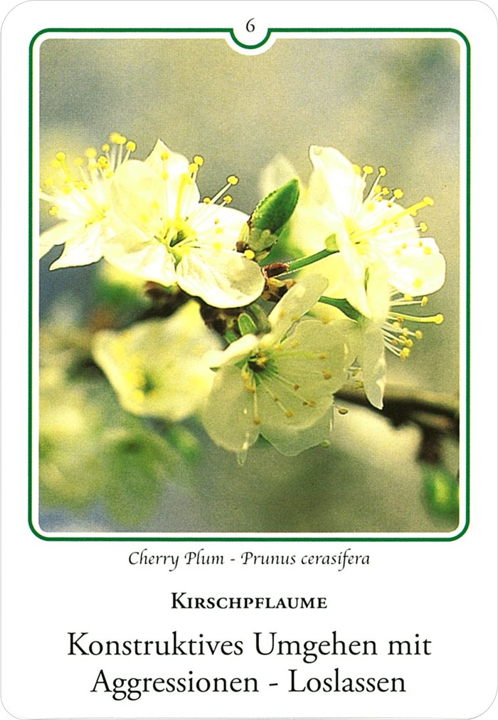 チェリープラムの花
