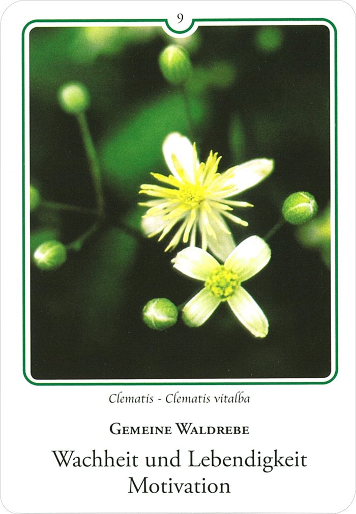 クレマチスの花