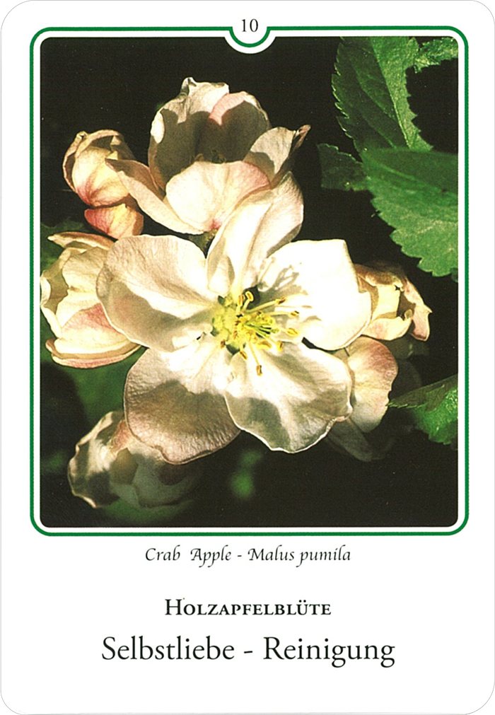 クラブアップルの花