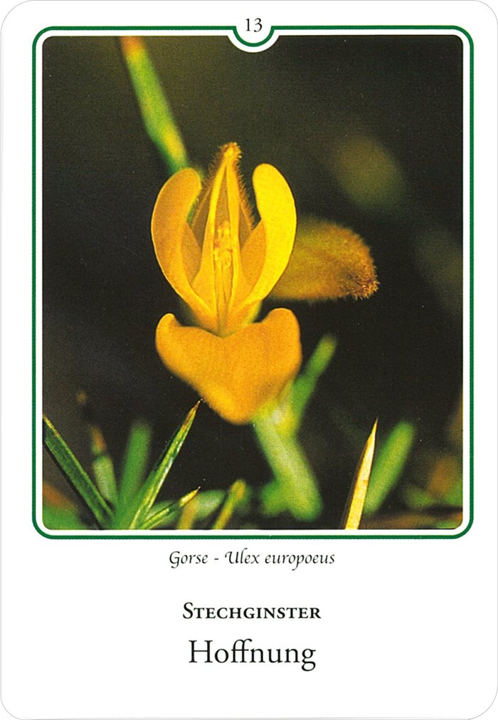 ゴースの花