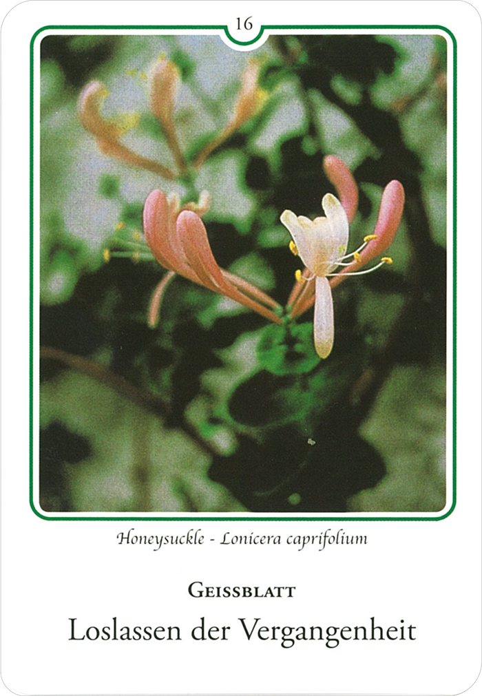 ハニーサックルの花