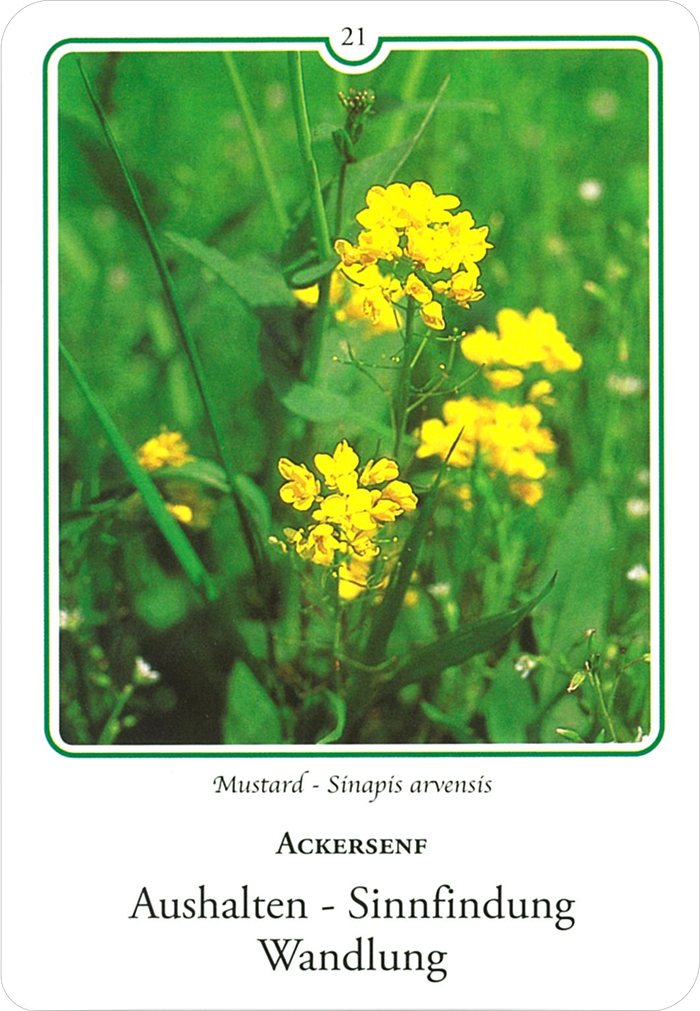マスタードの花