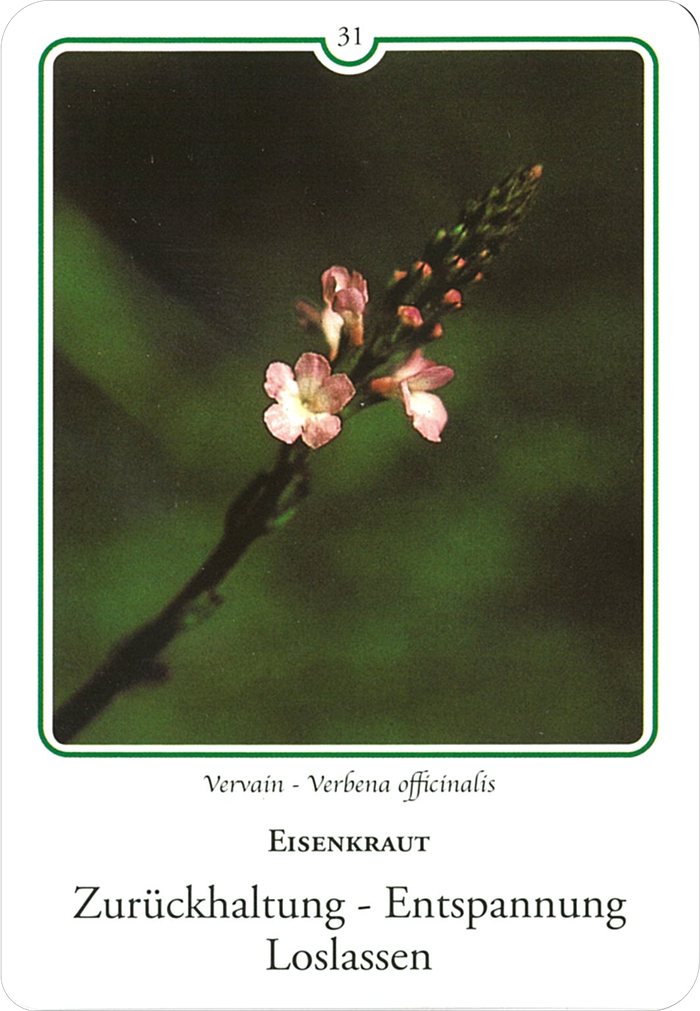 バーベインの花
