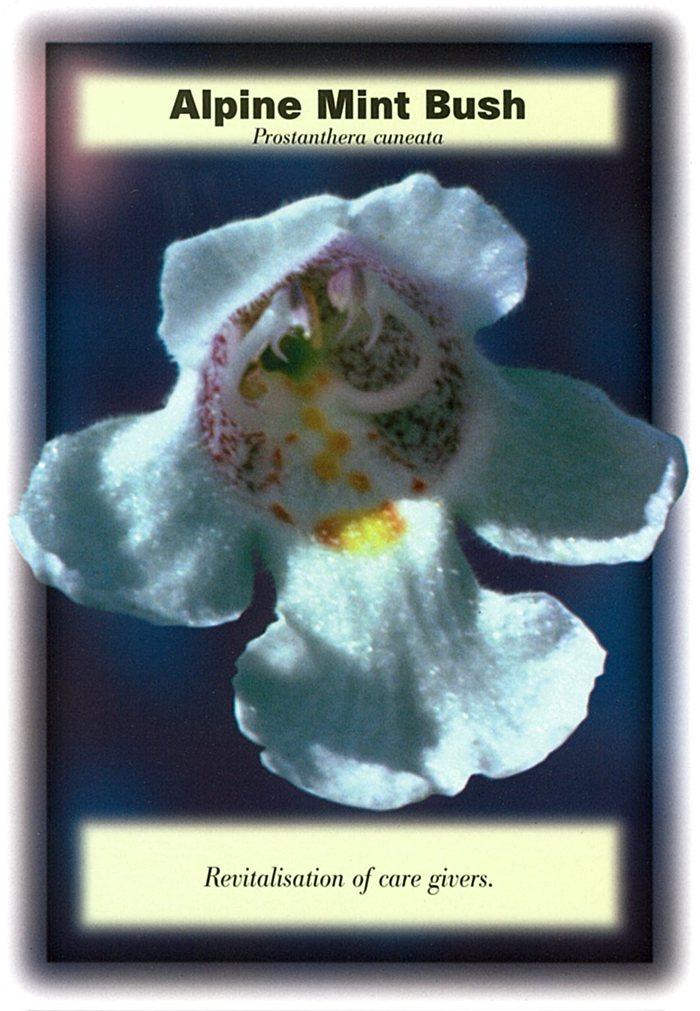 アルパインミントブッシュの花