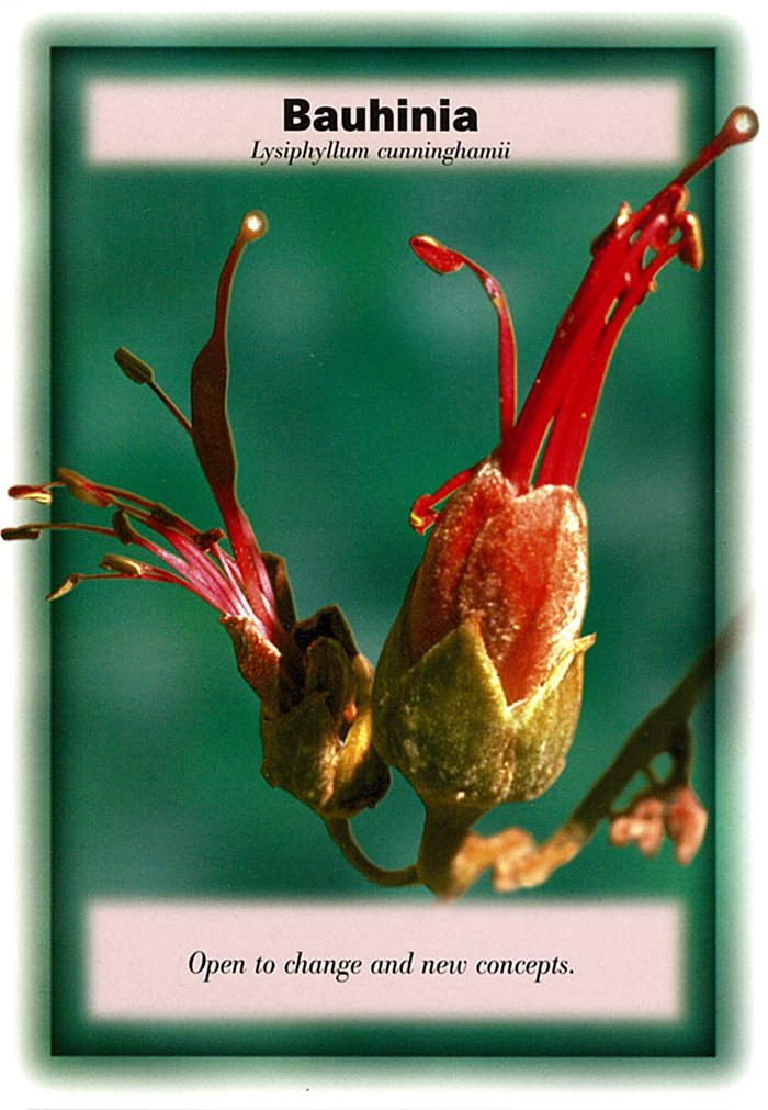 バウヒニアの花