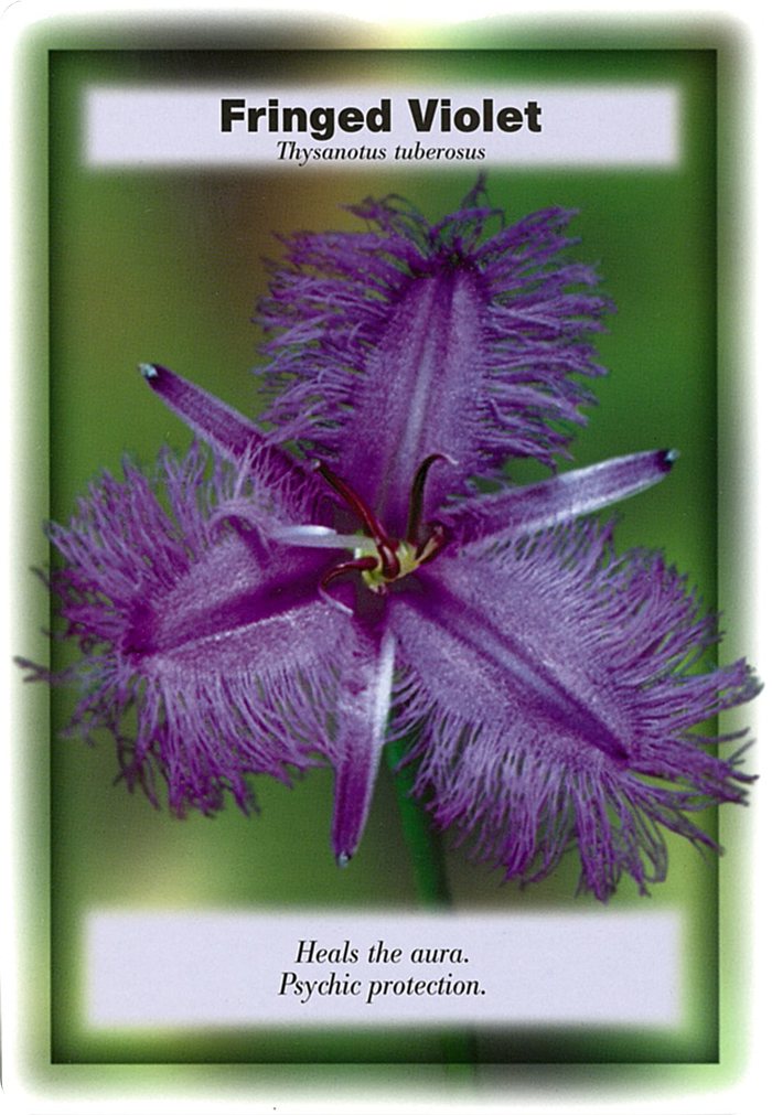 フリンジドバイオレットの花