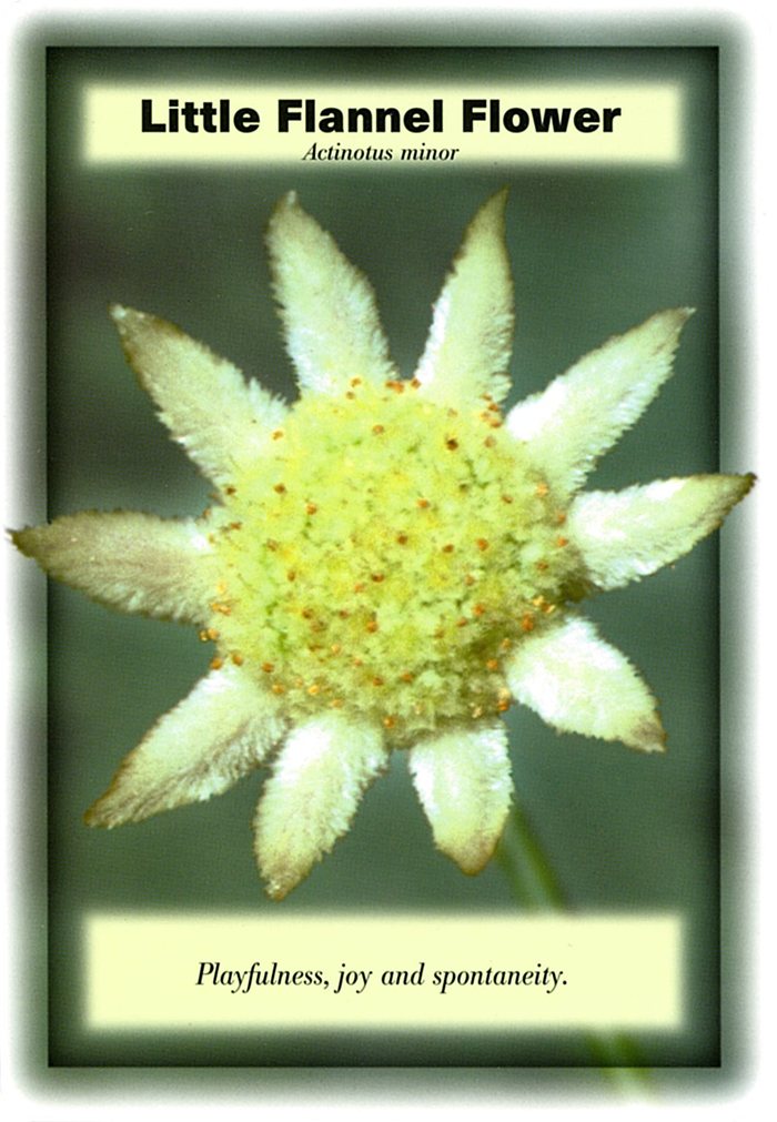 リトルフランネルフラワーの花