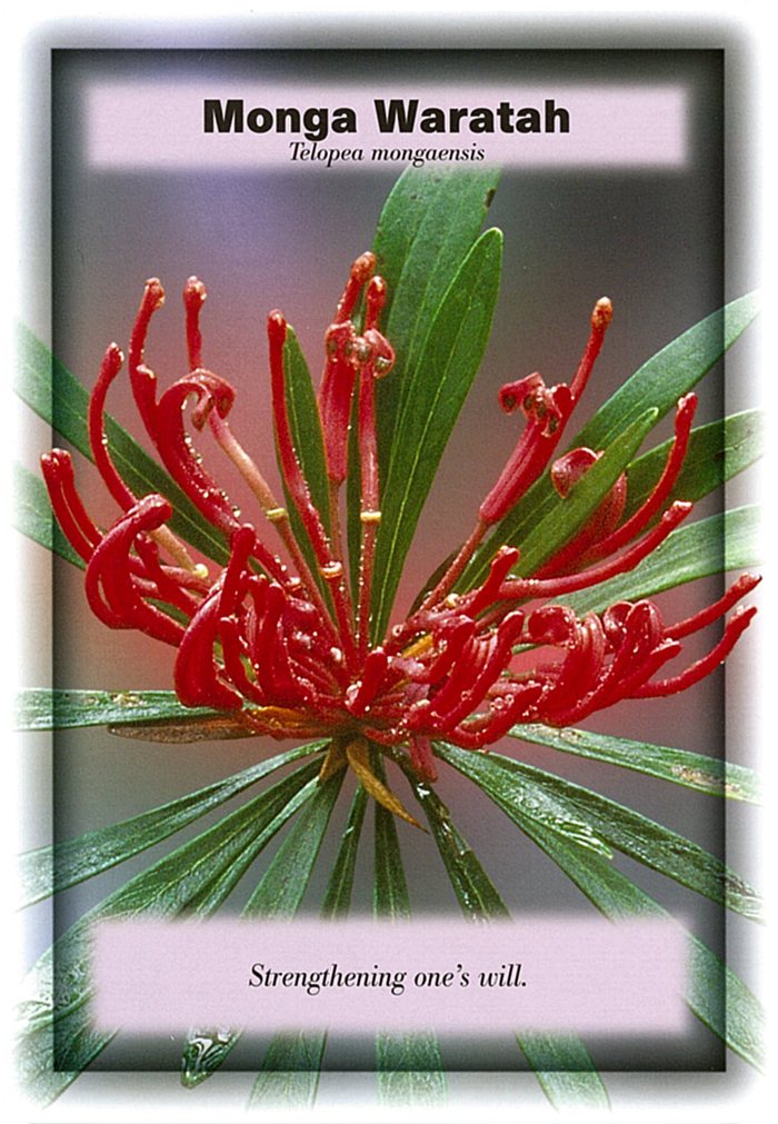 モンガワラタの花