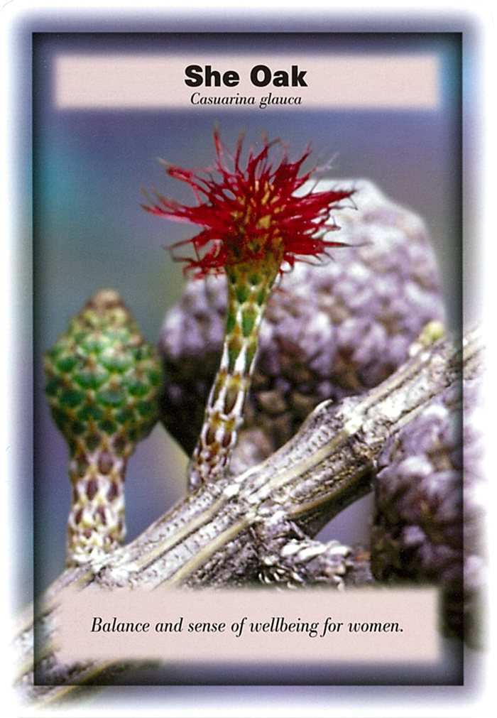 シーオークの花