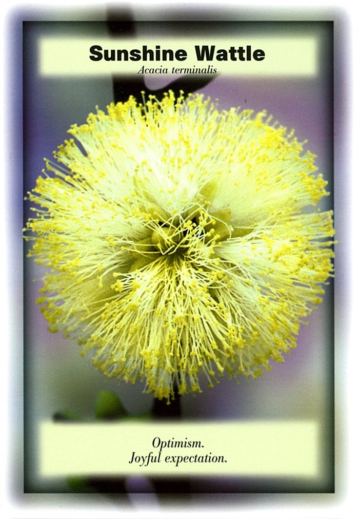 サンシャインワトルの花