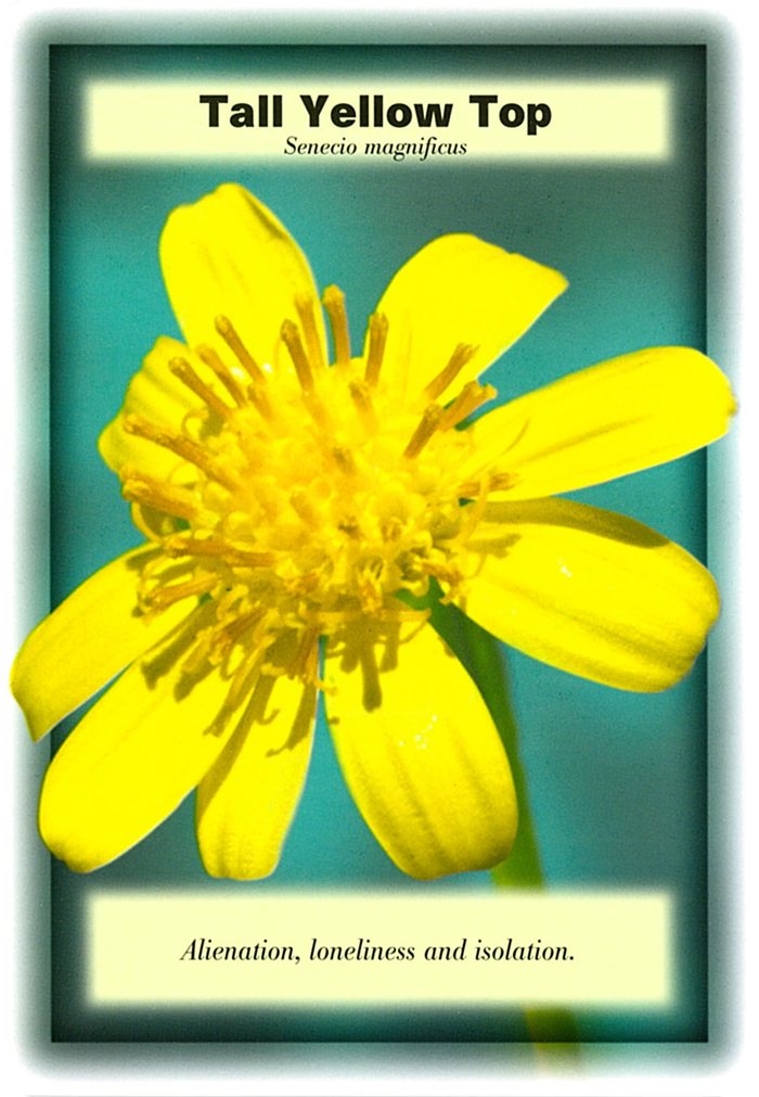 トールイエロートップの花