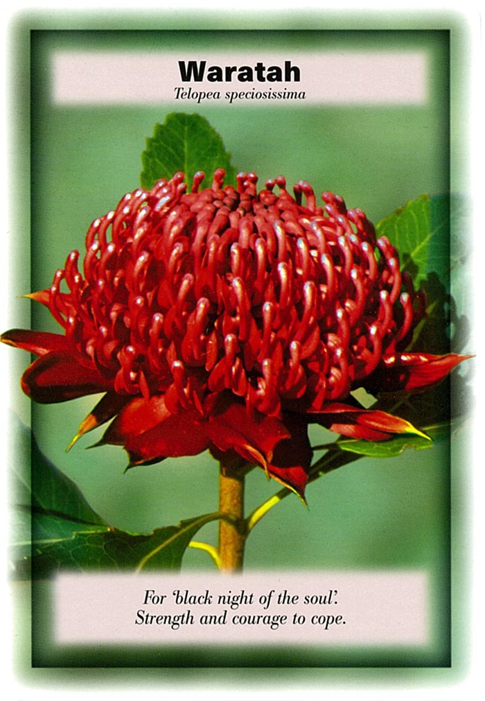 ワラタの花