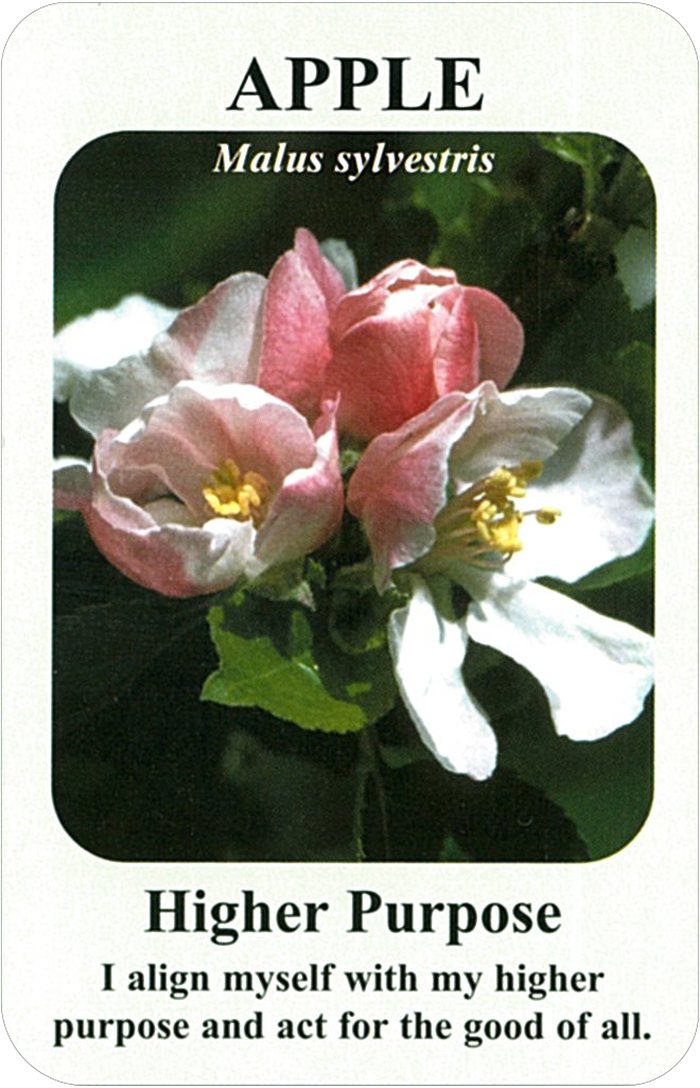 アップルの花