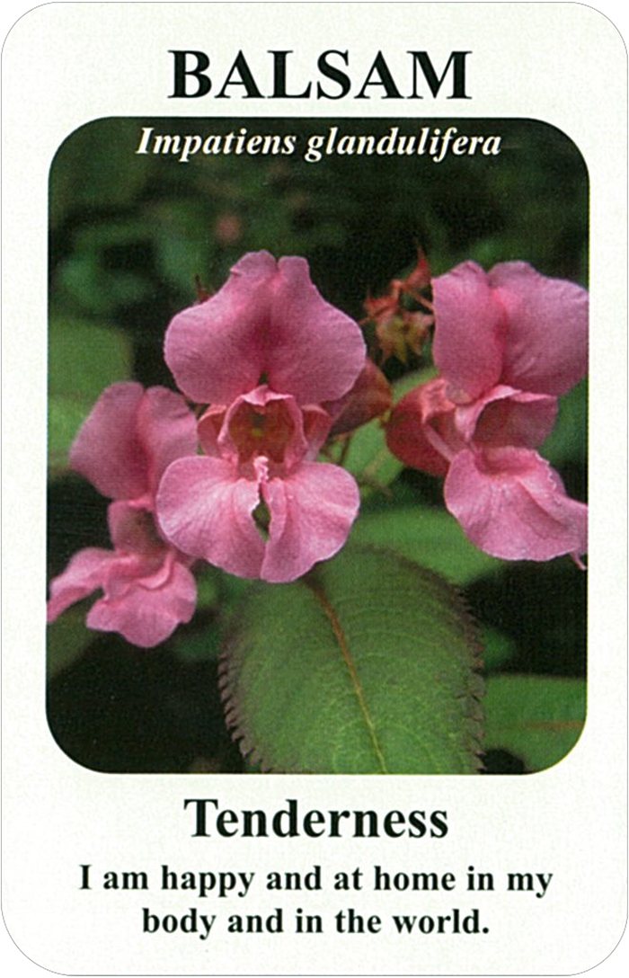 バルサムの花