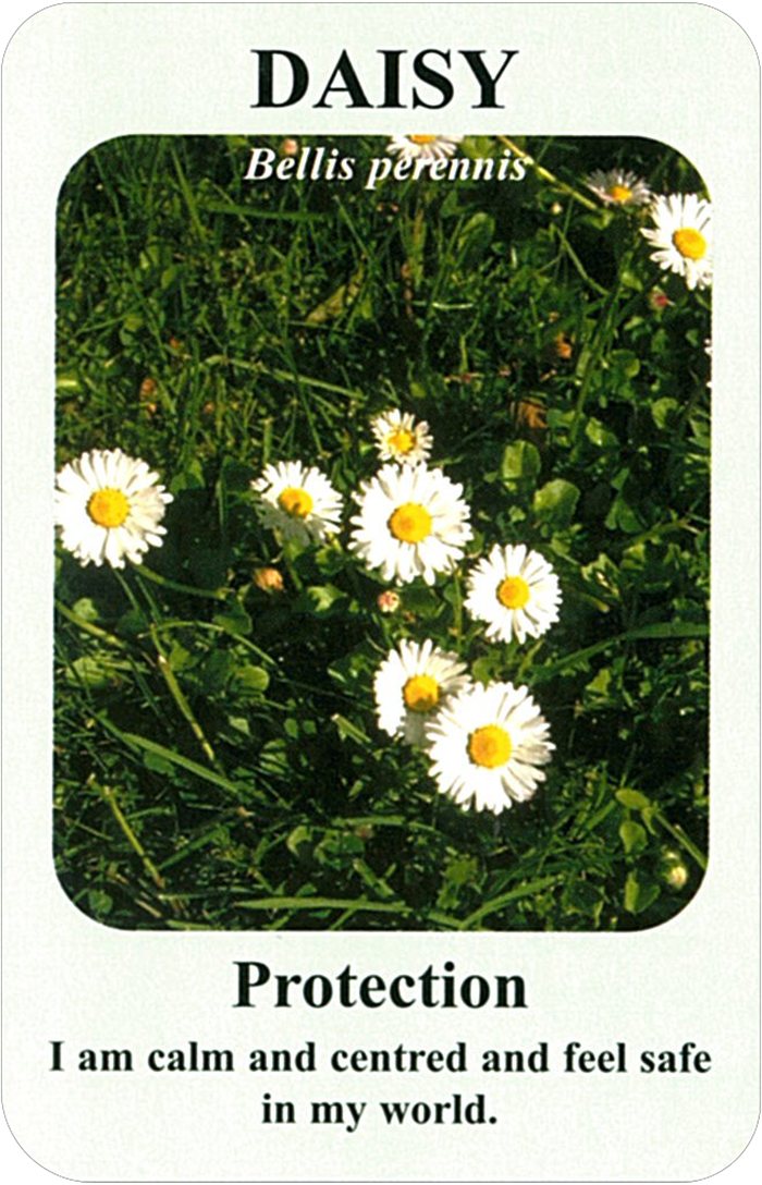 デイジーの花