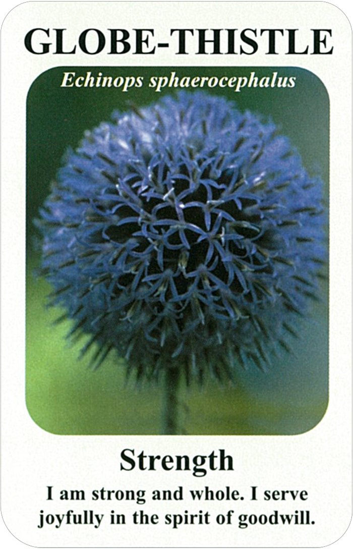 グローブ・シスルの花