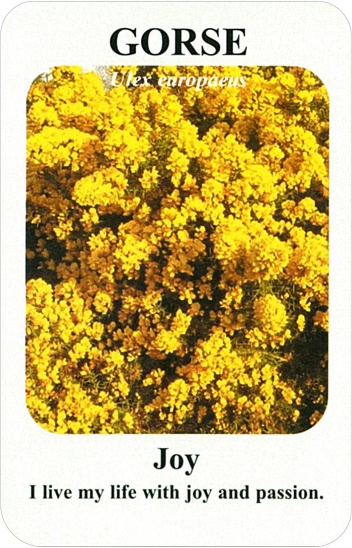 ゴースの花