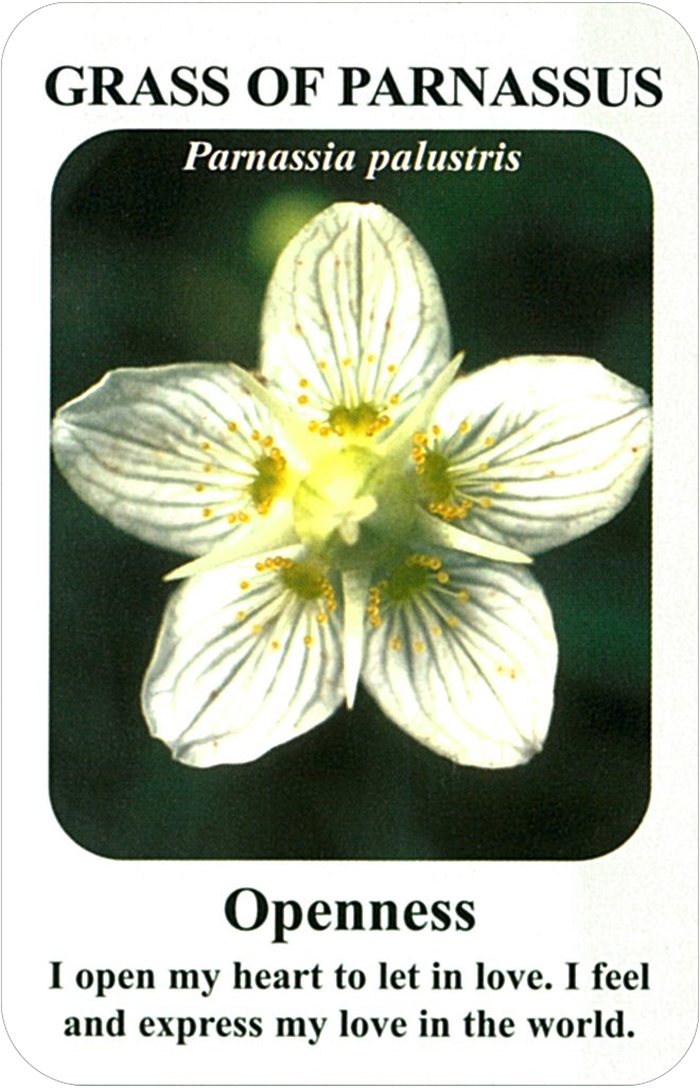グラスオブパーナッサスの花
