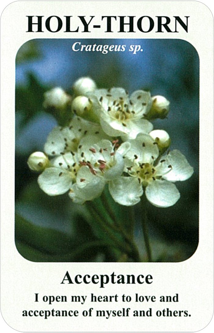 ホーリー・ソーンの花
