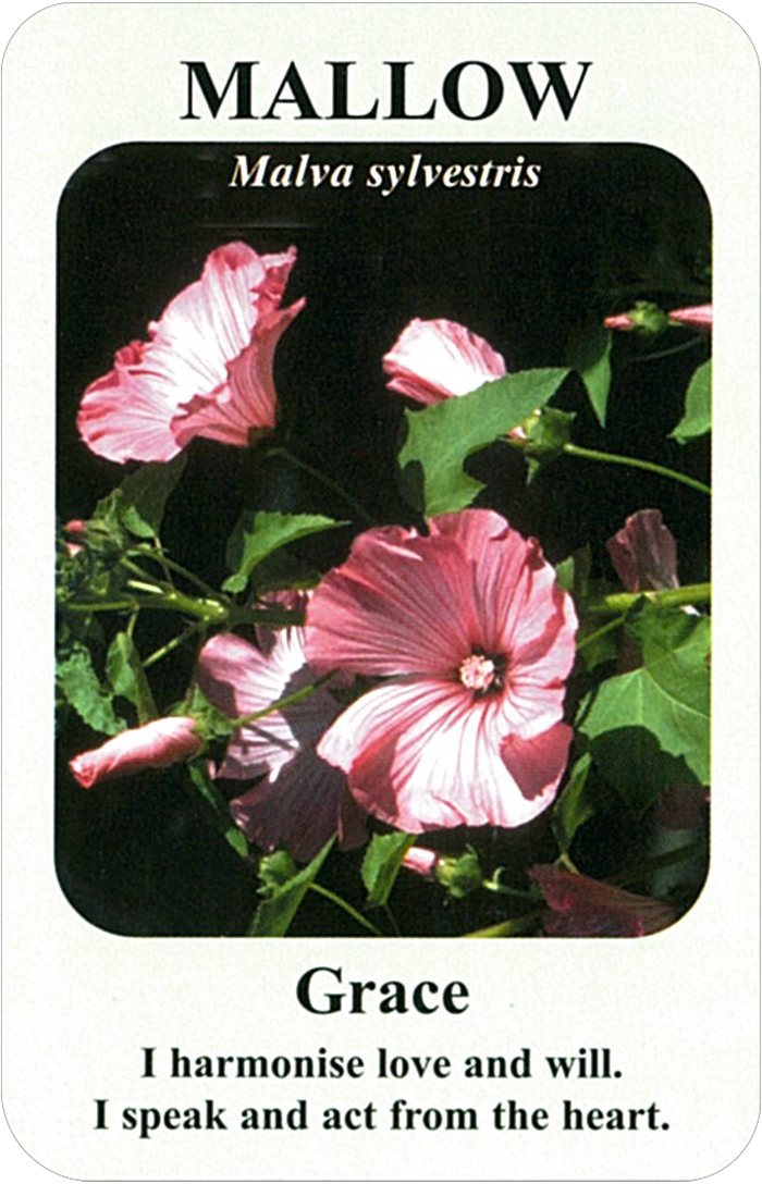 マローの花