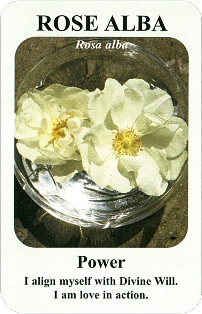 ローズ・アルバの花