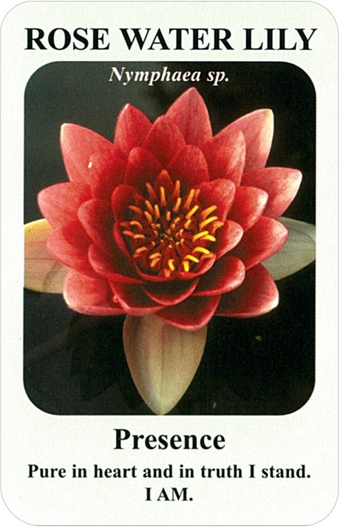 ローズ・ウォーター・リリーの花