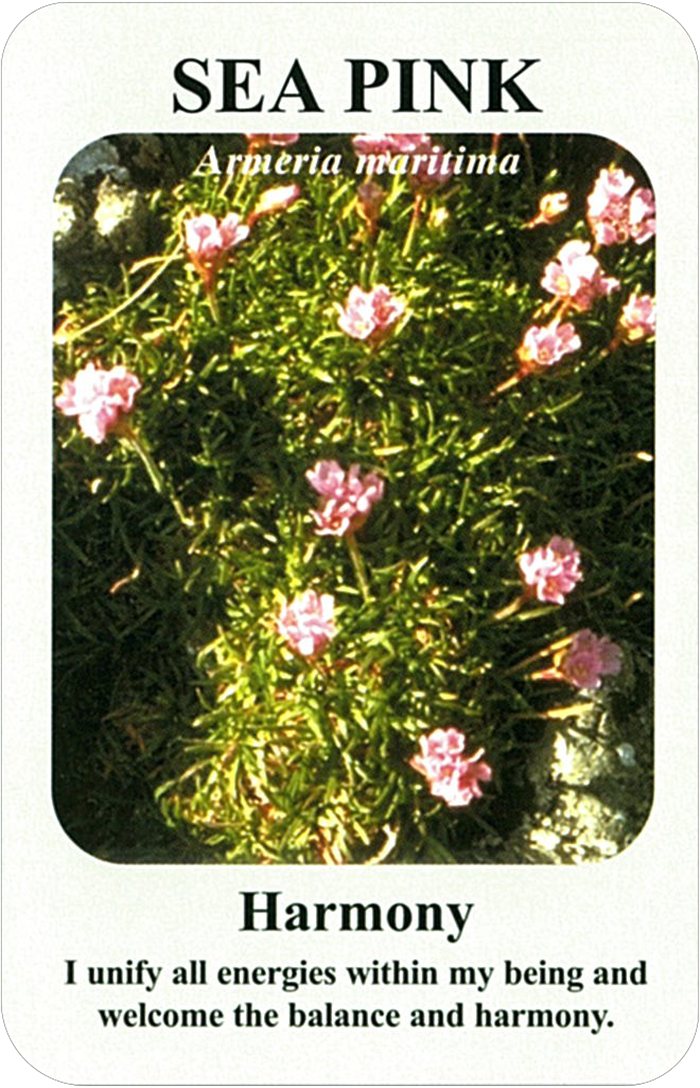 シー・ピンクの花
