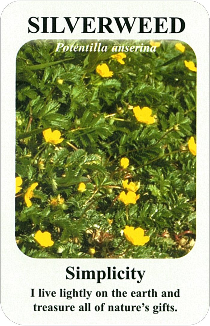 シルヴァー・ウィードの花