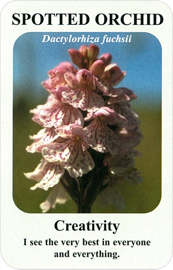 スポティド・オーキッドの花