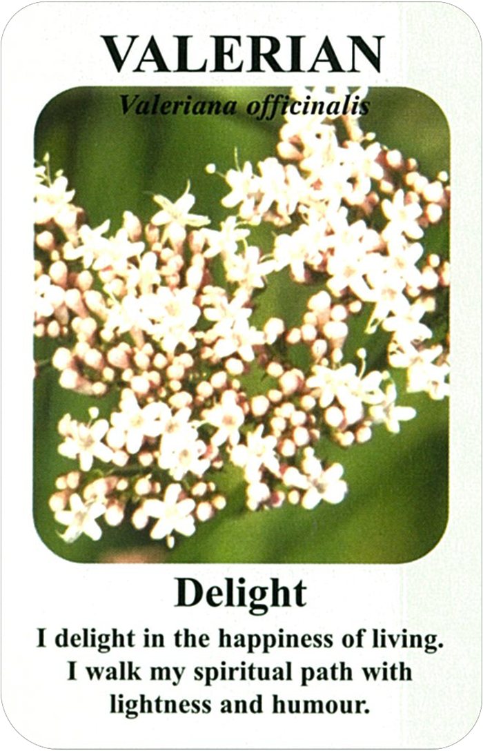 ヴァレリアンの花