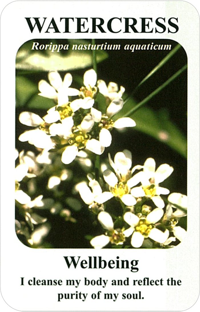 ウォータークレスの花