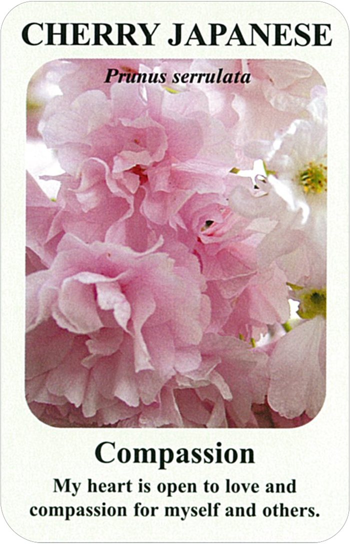 チェリー・ブロッサムの花