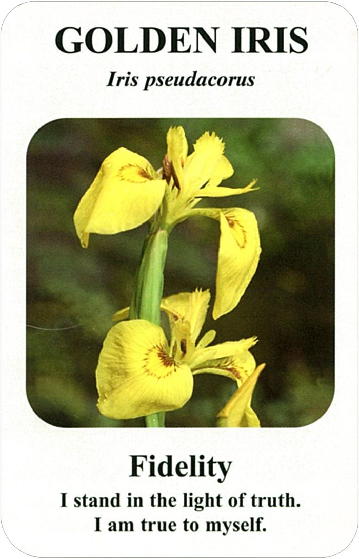 ゴールデン・アイリスの花